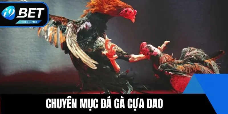 Cược cựa dao siêu hot hit