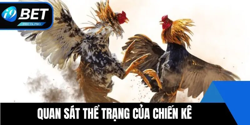 Nắm bắt được thể trạng thi đấu của gà