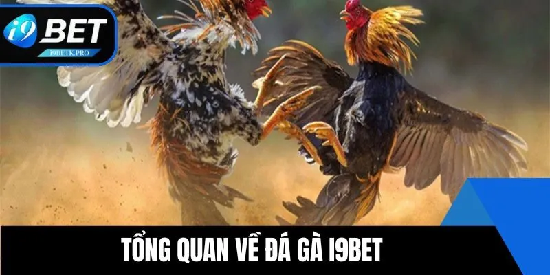 Giới thiệu chung về chuyên mục đá gà